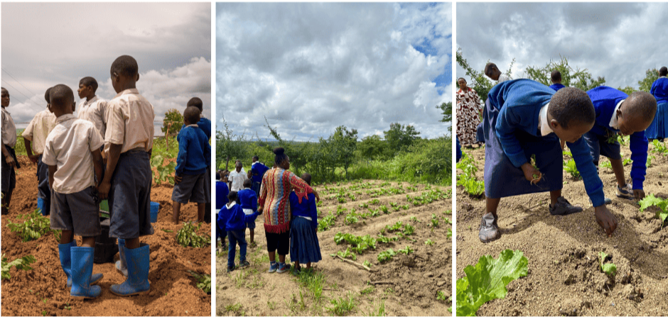 Realizzazione progetto Orti per tutti in Tanzania - IBO Italia